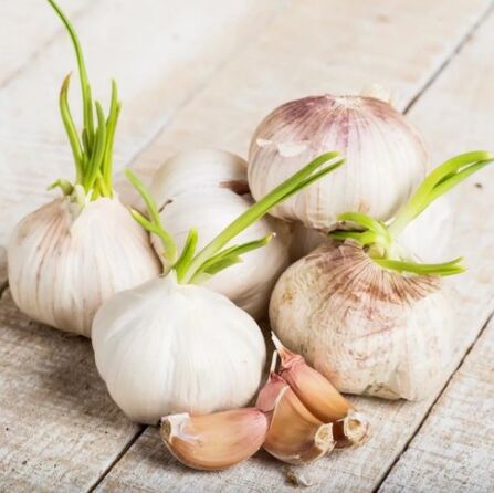 Aglio